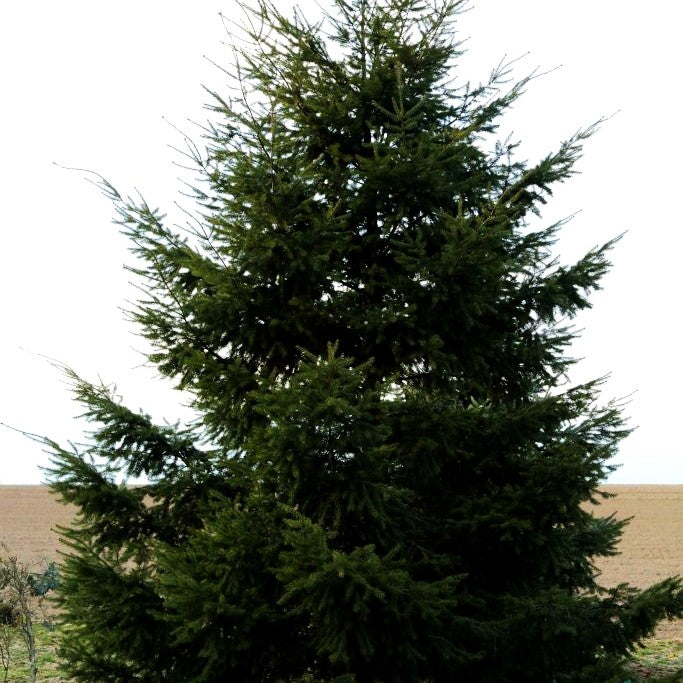 Douglasie (Pseudotsuga menziesii caesia)