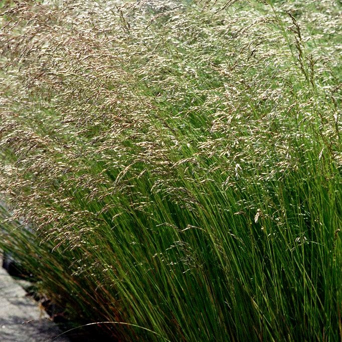 Draht-Schmiele (Deschampsia flexuosa)