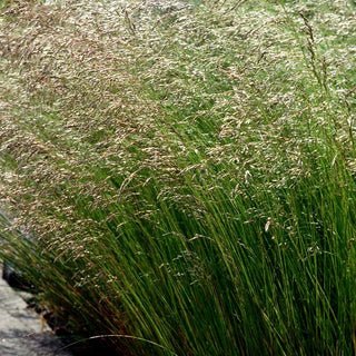 Draht-Schmiele (Deschampsia flexuosa)