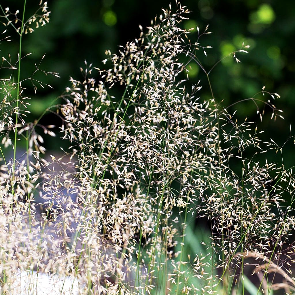 Draht-Schmiele (Deschampsia flexuosa)