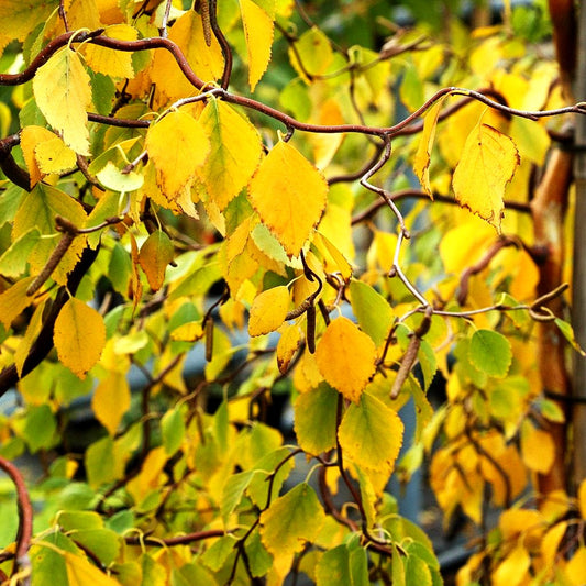 Dreh-Birke 'Spider Alley' (Betula pendula)