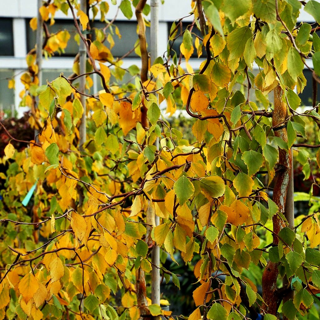 Dreh-Birke 'Spider Alley' (Betula pendula)