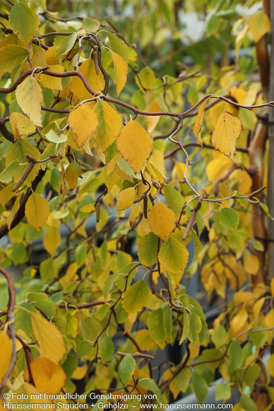 Dreh-Birke 'Spider Alley' (Betula pendula)