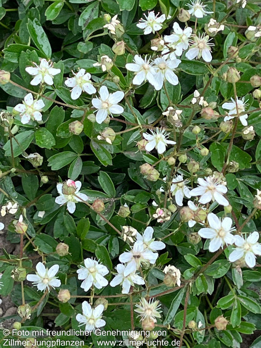 Drei-zähniges Fingerkraut 'Nuuk' (Potentilla tridentata)