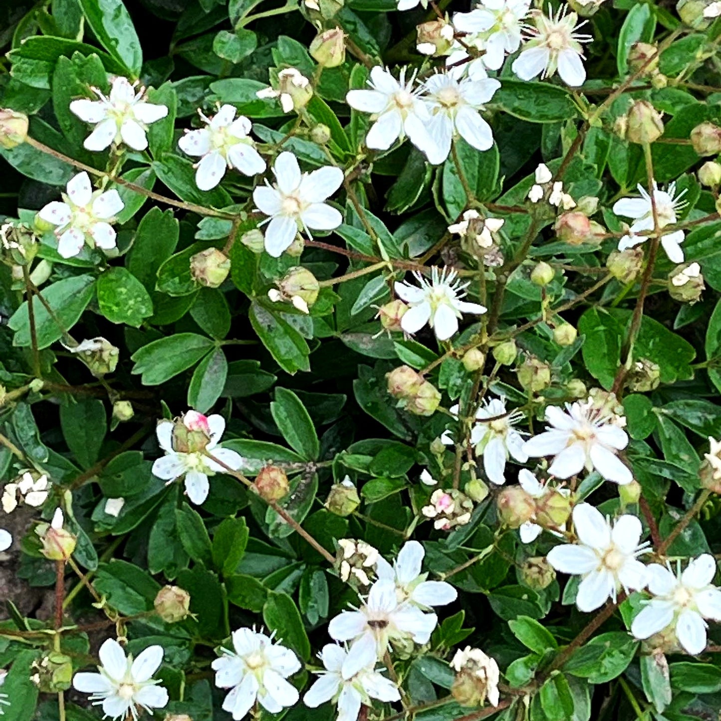 Drei-zähniges Fingerkraut 'Nuuk' (Potentilla tridentata)