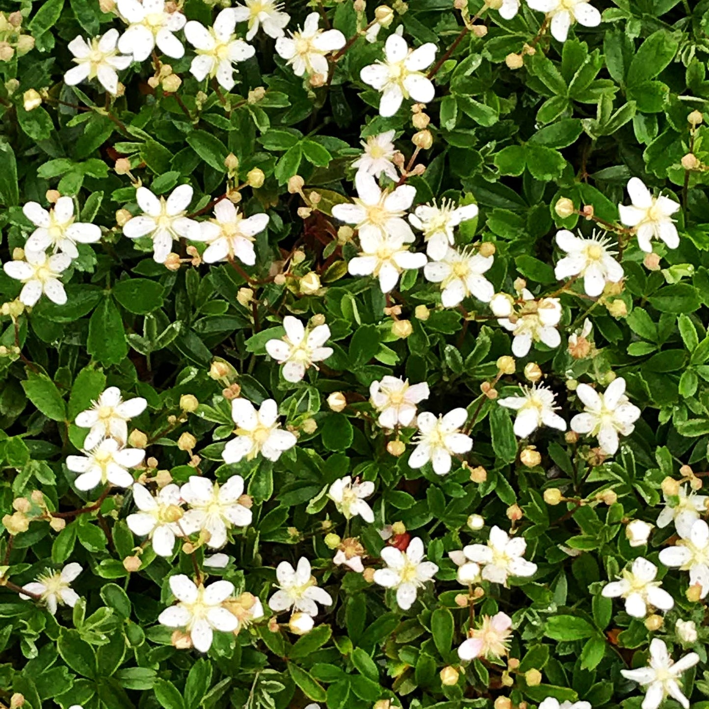 Drei-zähniges Fingerkraut 'Nuuk' (Potentilla tridentata)