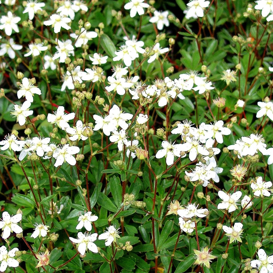 Drei-zähniges Fingerkraut 'Nuuk' (Potentilla tridentata)