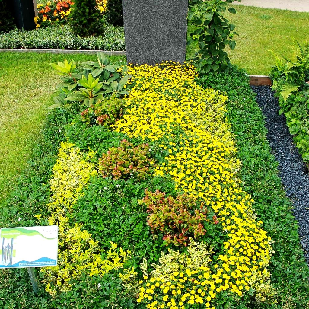 Drei-zähniges Fingerkraut 'Nuuk' (Potentilla tridentata)