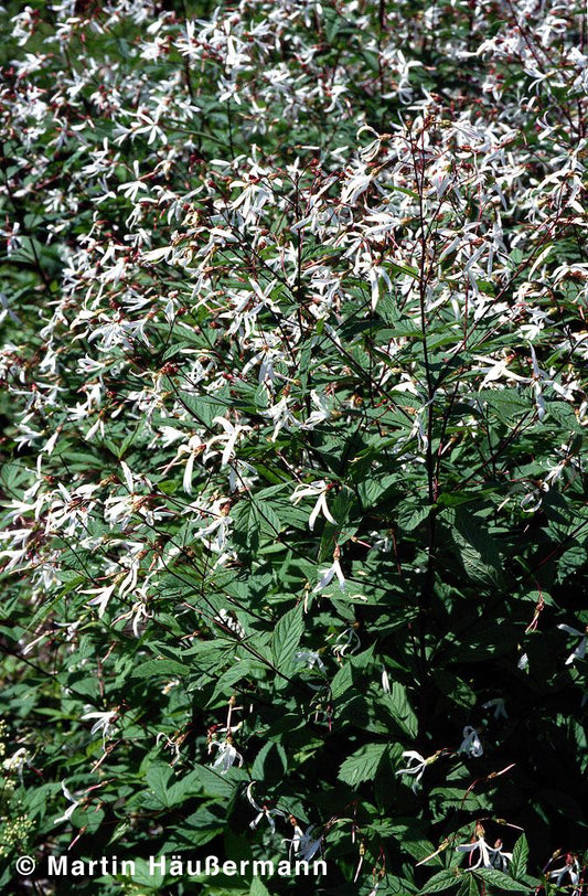 Dreiblattspiere (Gillenia trifoliata)