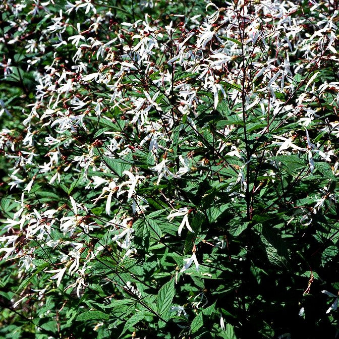 Dreiblattspiere (Gillenia trifoliata)