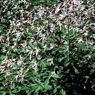 Dreiblattspiere (Gillenia trifoliata)