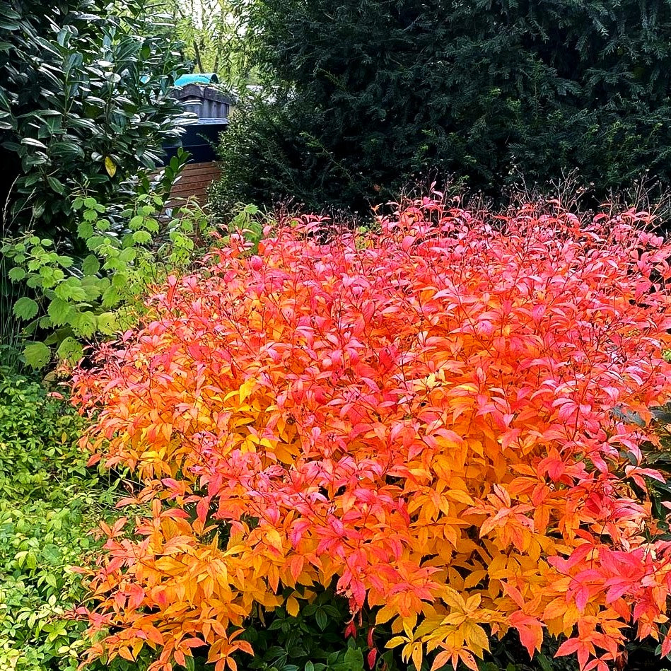 Dreiblattspiere (Gillenia trifoliata)