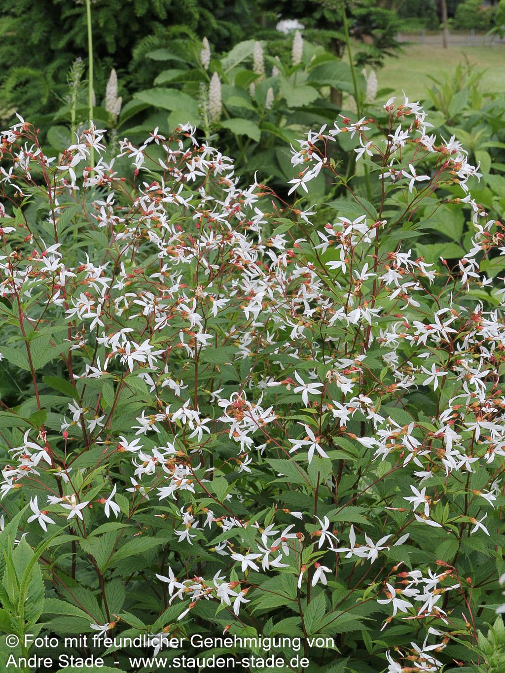 Dreiblattspiere (Gillenia trifoliata)
