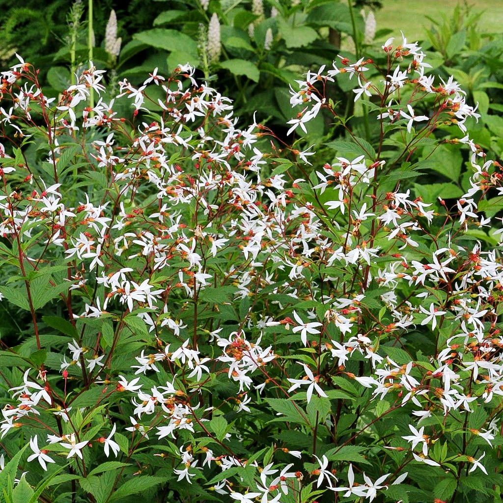 Dreiblattspiere (Gillenia trifoliata)