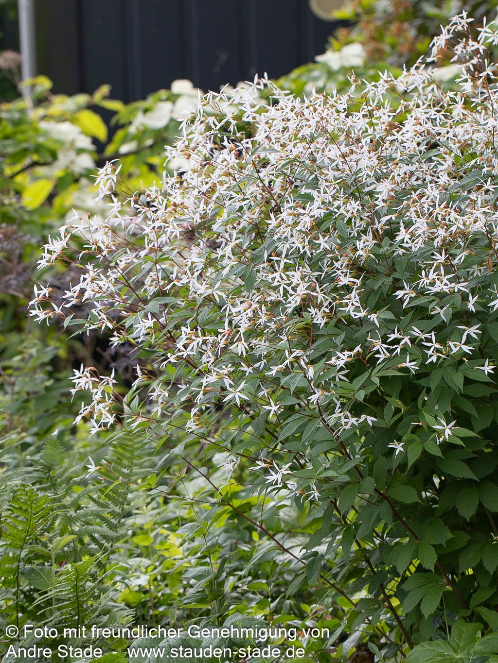 Dreiblattspiere (Gillenia trifoliata)