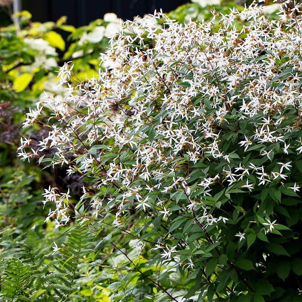 Dreiblattspiere (Gillenia trifoliata)