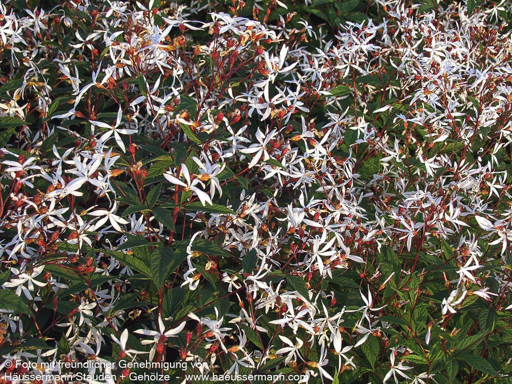Dreiblattspiere (Gillenia trifoliata)