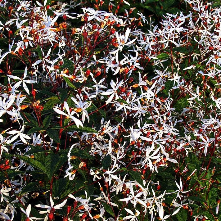 Dreiblattspiere (Gillenia trifoliata)
