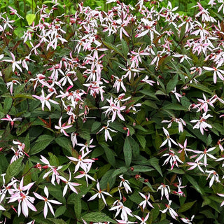 Dreiblattspiere 'Pink Profusion' (Gillenia trifoliata)