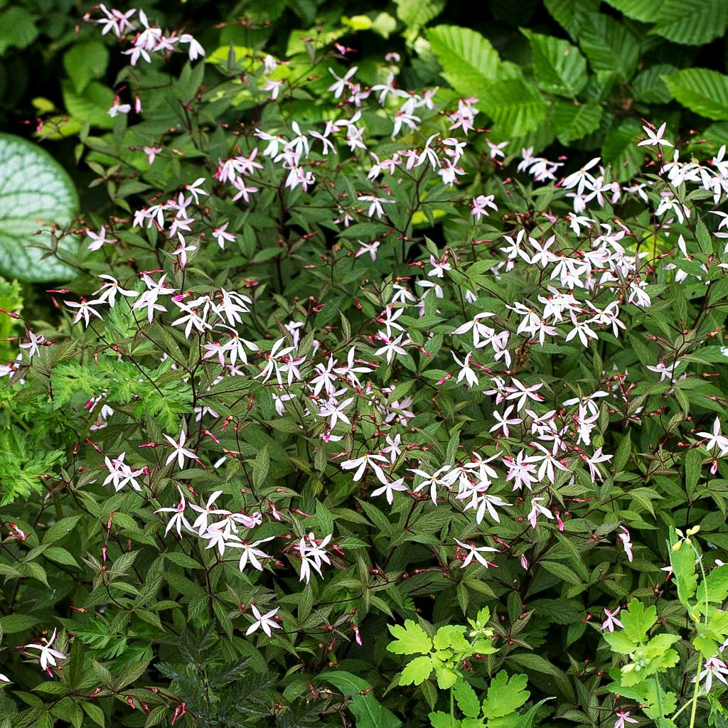 Dreiblattspiere 'Pink Profusion' (Gillenia trifoliata)