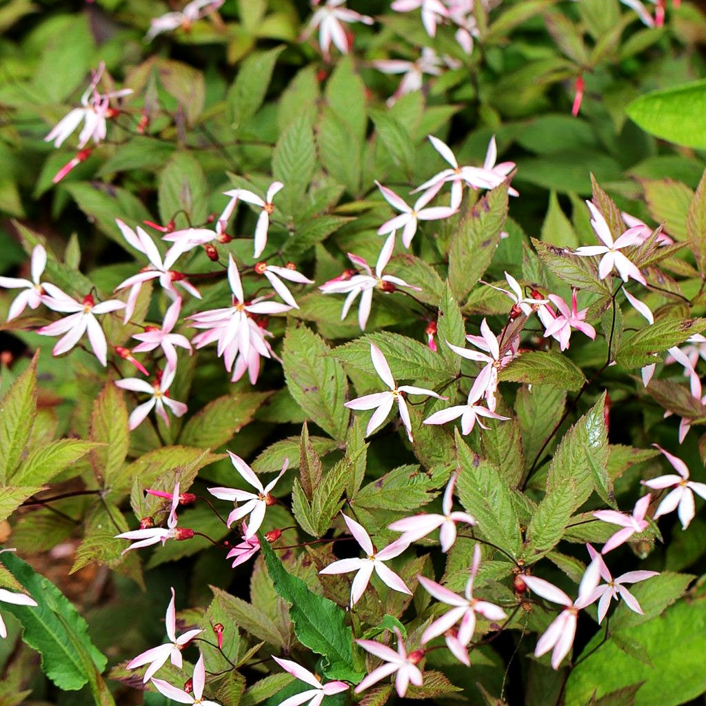 Dreiblattspiere 'Pink Profusion' (Gillenia trifoliata)