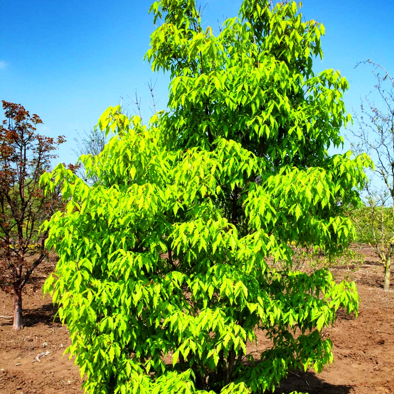 Dreiblütiger Ahorn (Acer triflorum)
