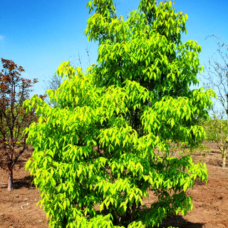 Dreiblütiger Ahorn (Acer triflorum)
