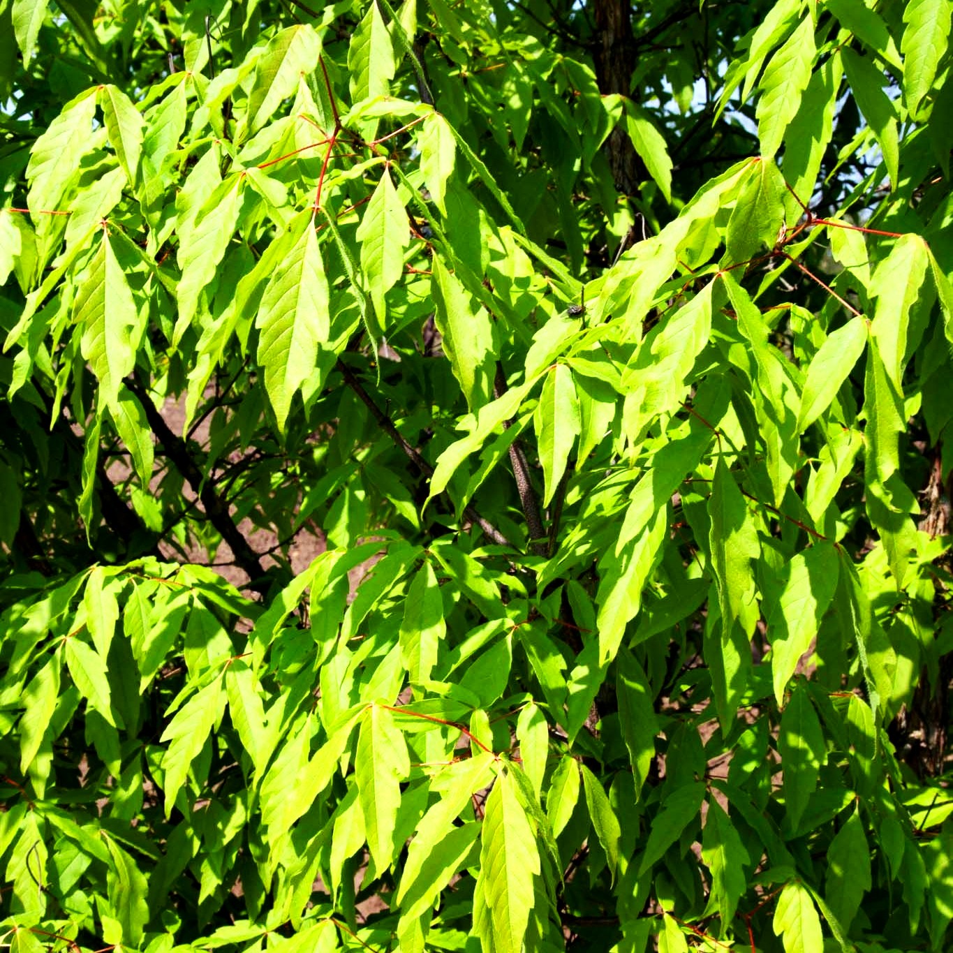Dreiblütiger Ahorn (Acer triflorum)