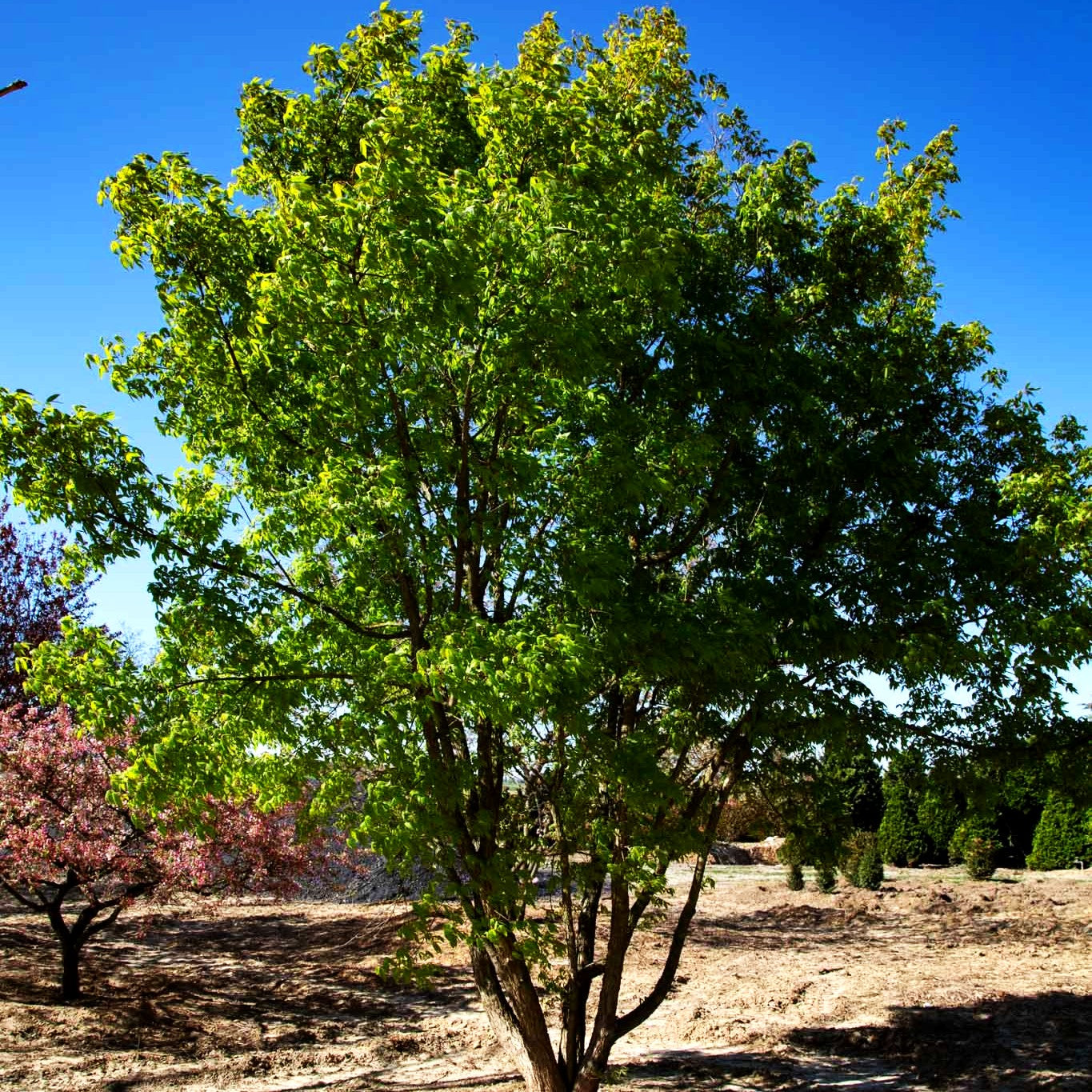 Dreiblütiger Ahorn (Acer triflorum)