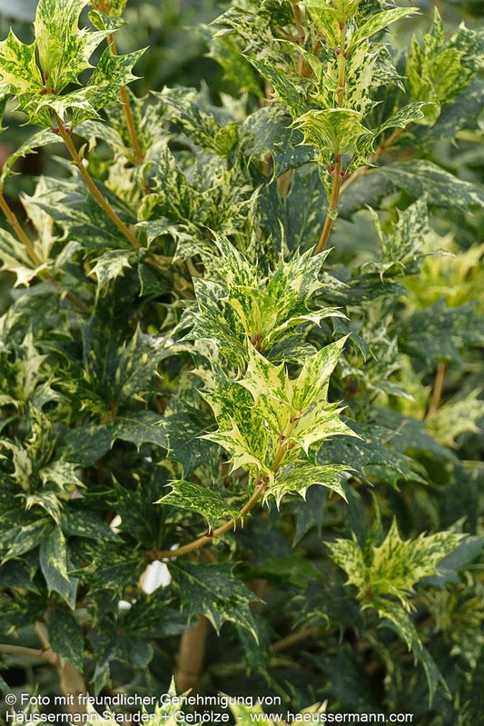 Dreifarbige Duftblüte 'Tricolor' (Osmanthus heterophyllus)