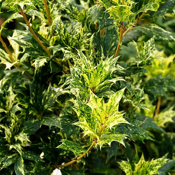 Dreifarbige Duftblüte 'Tricolor' (Osmanthus heterophyllus)