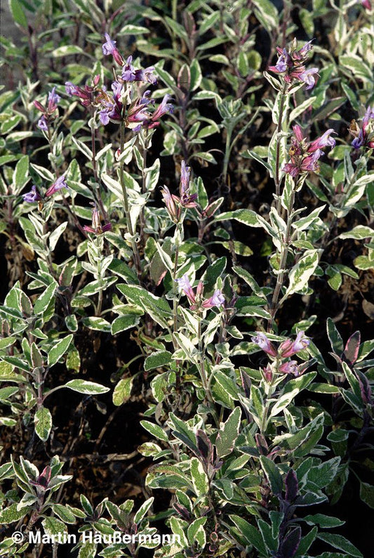 Dreifarbiger Salbei 'Tricolor' (Salvia officinalis)