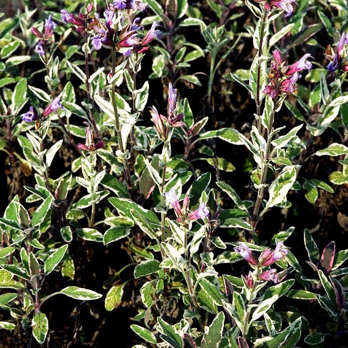 Dreifarbiger Salbei 'Tricolor' (Salvia officinalis)