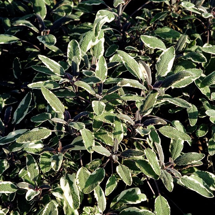 Dreifarbiger Salbei 'Tricolor' (Salvia officinalis)