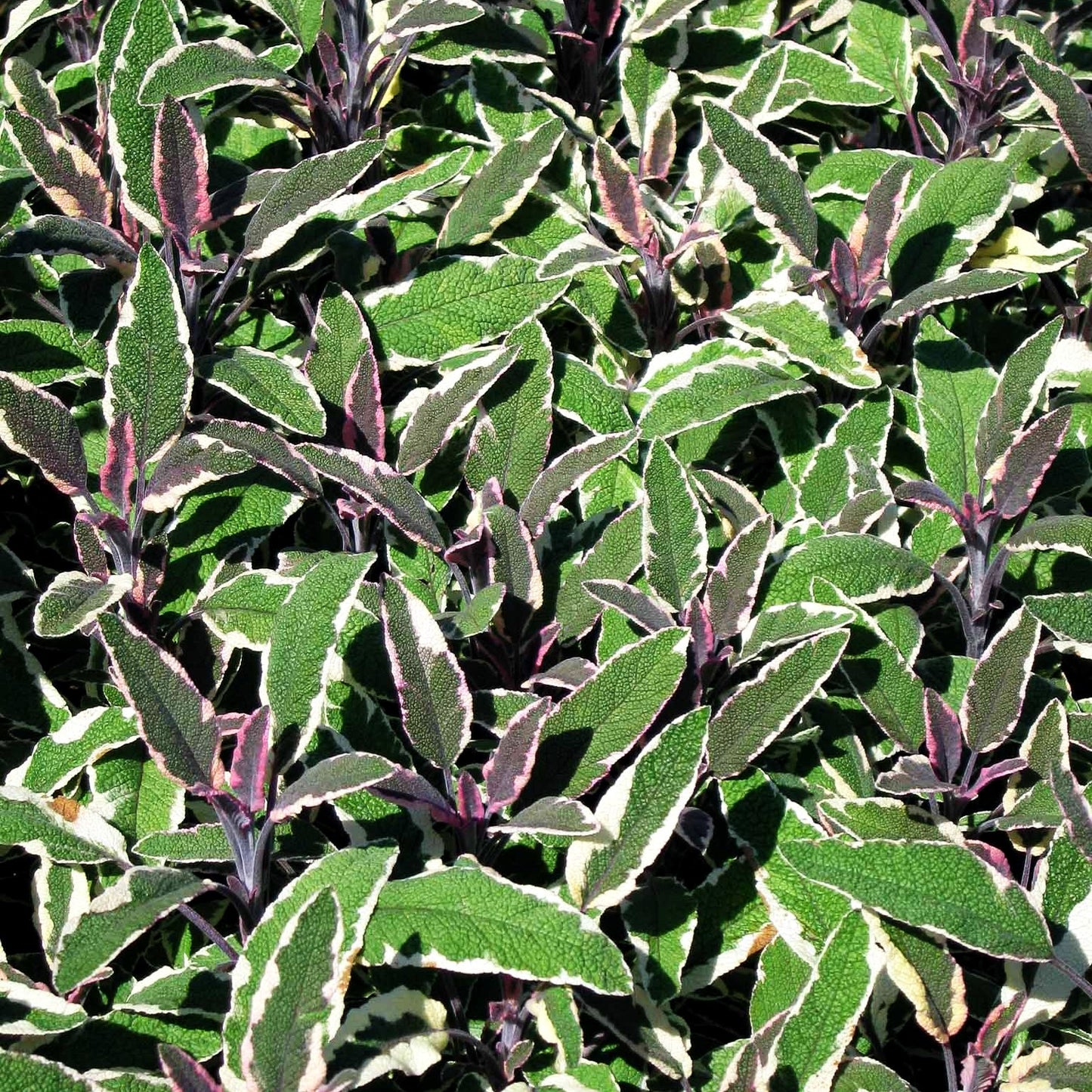 Dreifarbiger Salbei 'Tricolor' (Salvia officinalis)