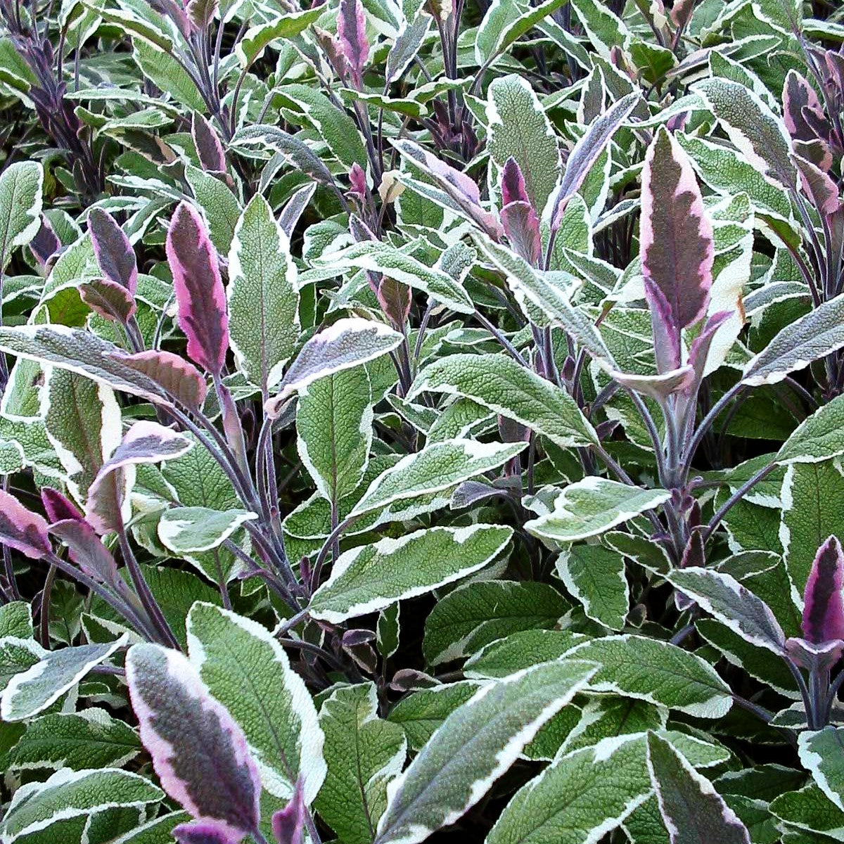 Dreifarbiger Salbei 'Tricolor' (Salvia officinalis)