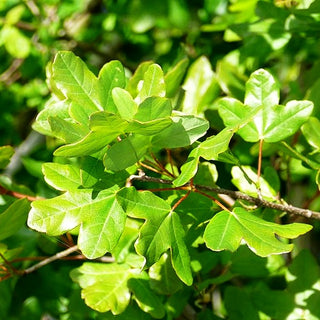 Dreilappen-Ahorn (Acer monspessulanum)