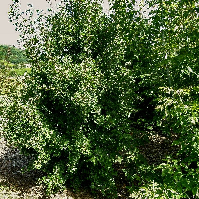 Dreilappen-Ahorn (Acer monspessulanum)