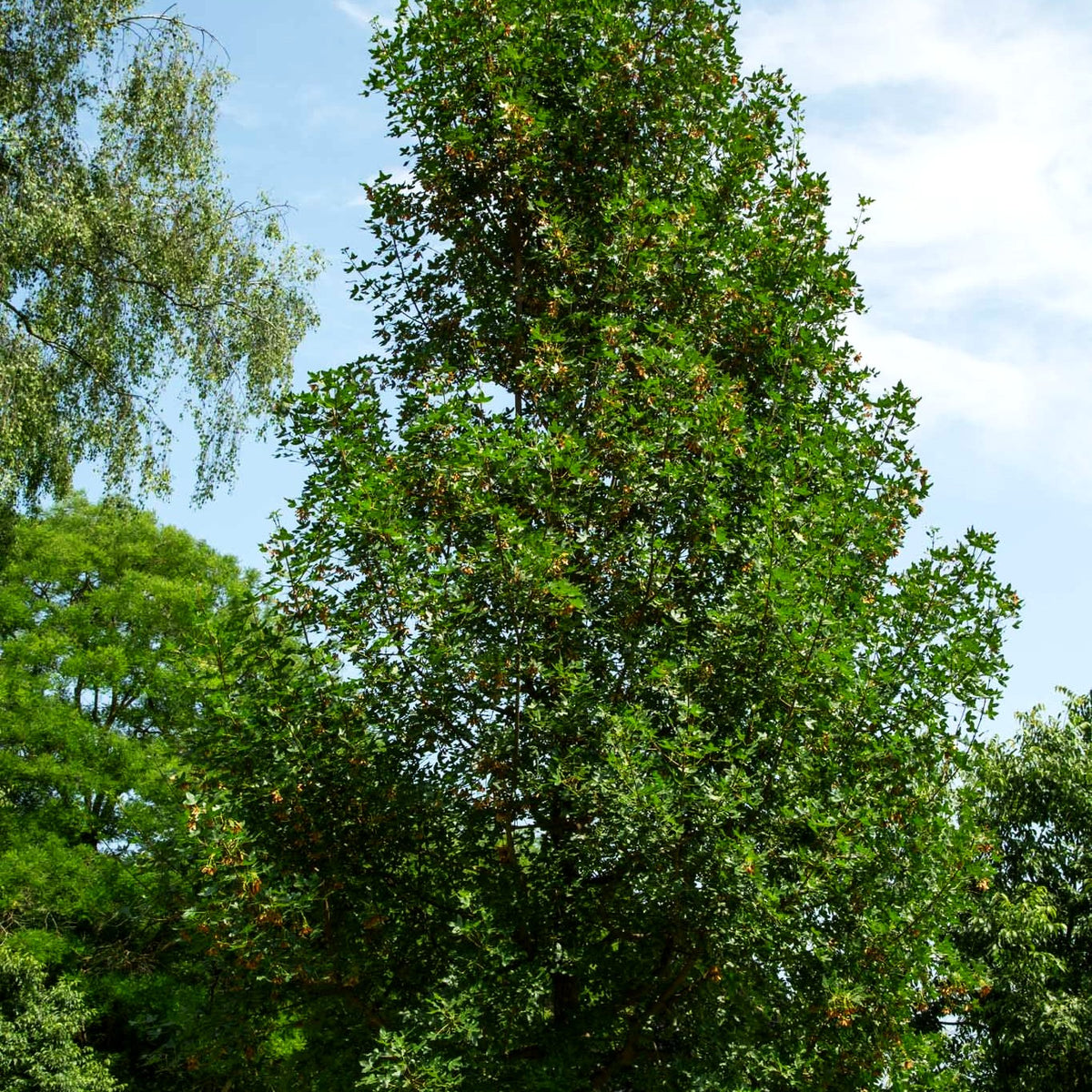 Dreilappen-Ahorn (Acer monspessulanum)