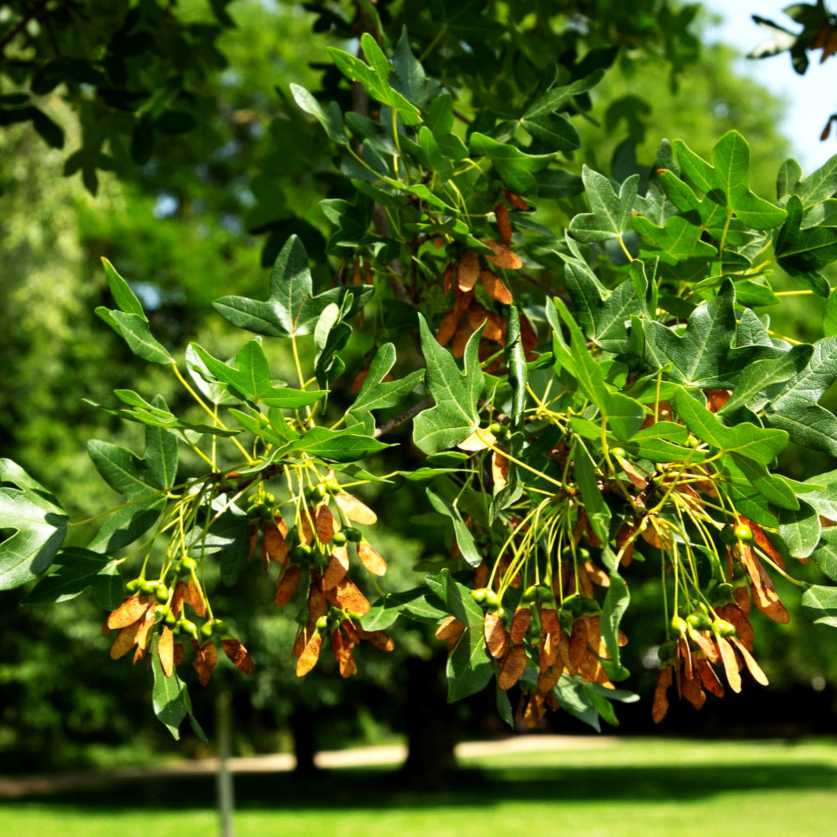 Dreilappen-Ahorn (Acer monspessulanum)