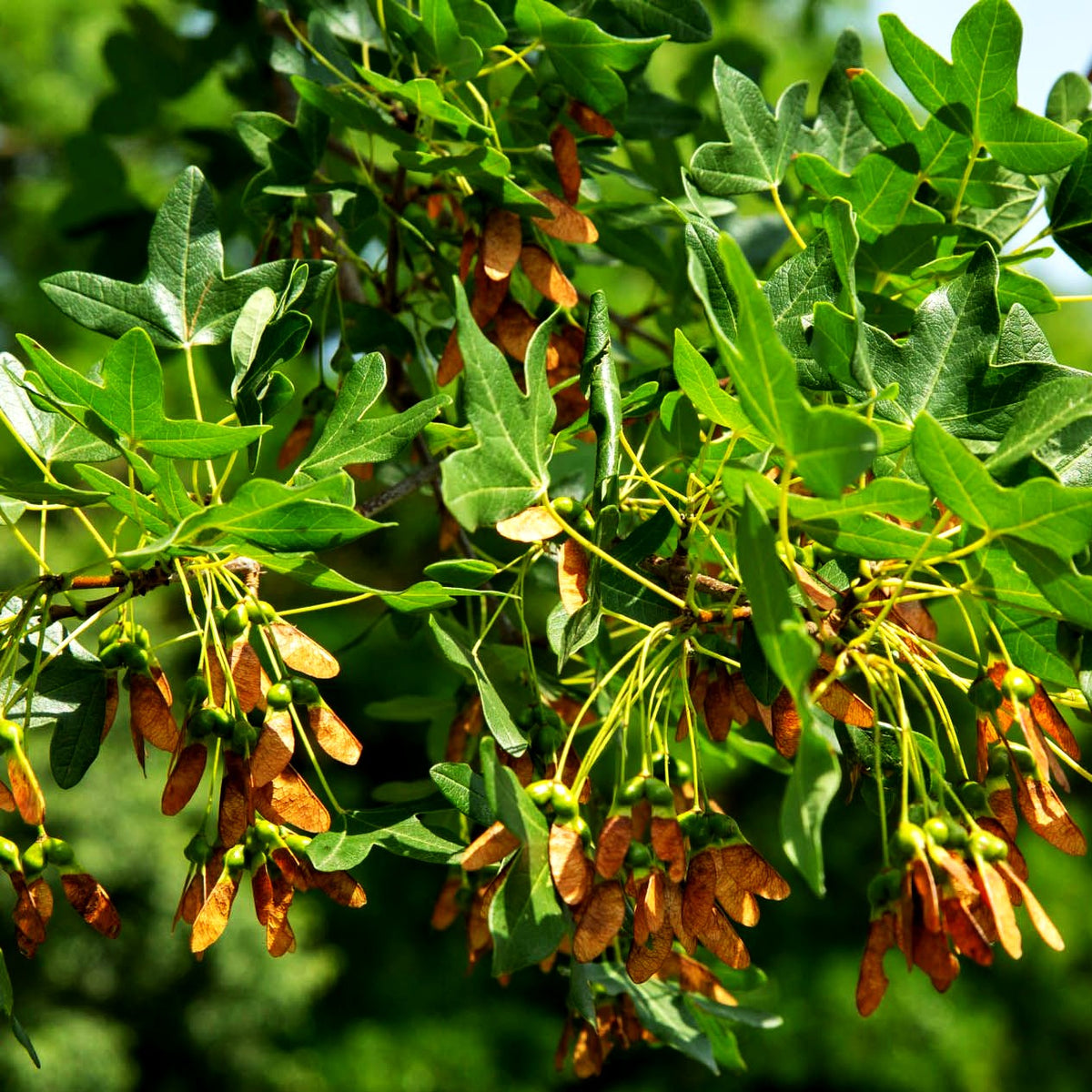 Dreilappen-Ahorn (Acer monspessulanum)