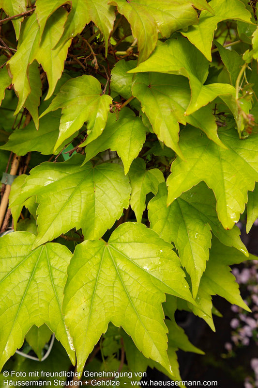 Dreilappige Jungfernrebe 'Green Spring' (Parthenocissus tric.)