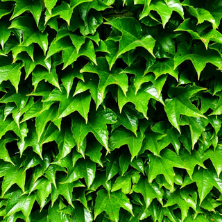 Dreilappige Jungfernrebe 'Green Spring' (Parthenocissus tric.)