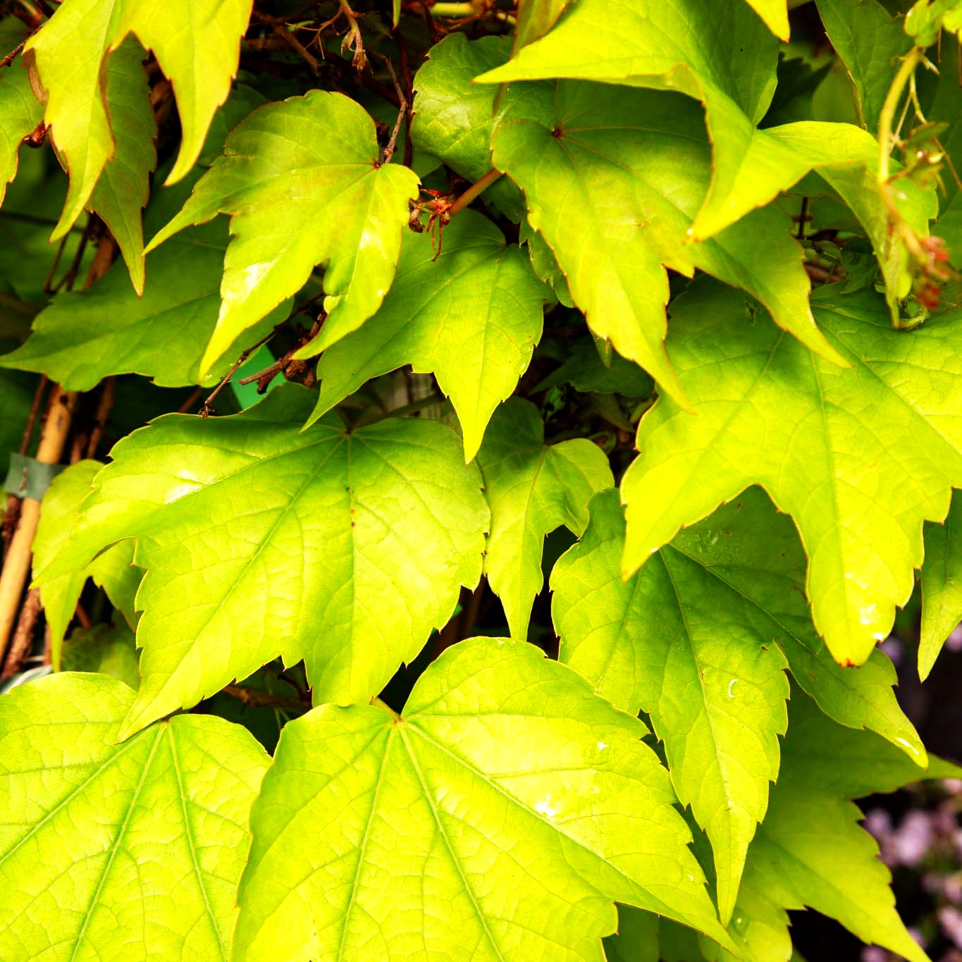 Dreilappige Jungfernrebe 'Green Spring' (Parthenocissus tric.)