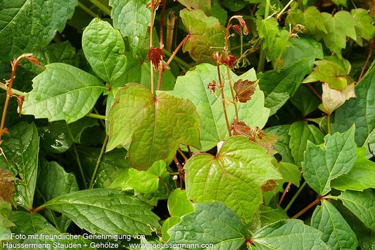 Dreilappige Jungfernrebe 'Veitchii' (Parthenocissus tric.)