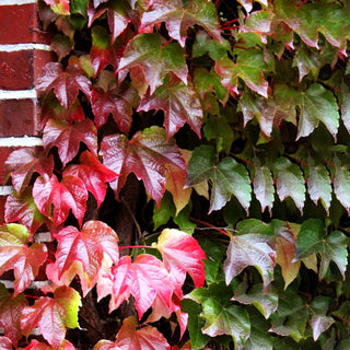 Dreilappige Jungfernrebe 'Veitchii' (Parthenocissus tric.)