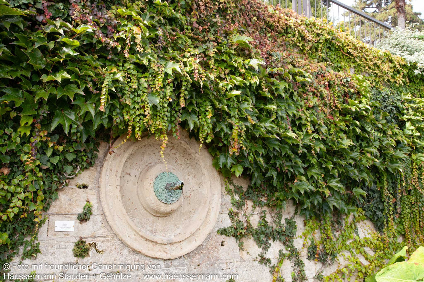 Dreilappige Jungfernrebe 'Veitchii' (Parthenocissus tric.)