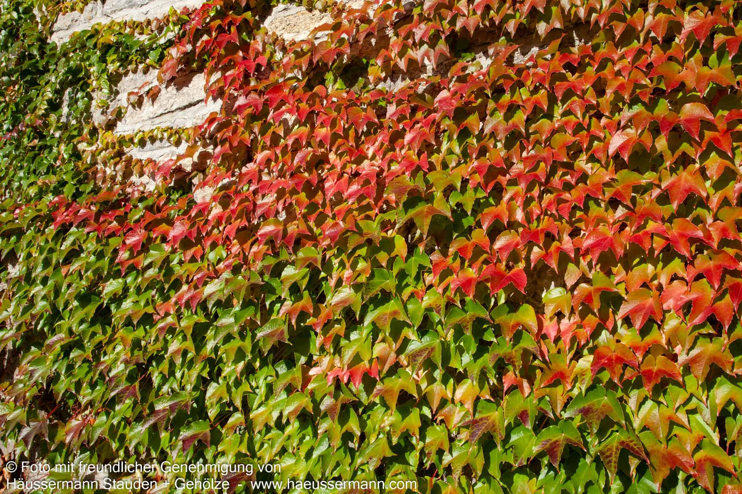 Dreilappige Jungfernrebe 'Veitchii' (Parthenocissus tric.)