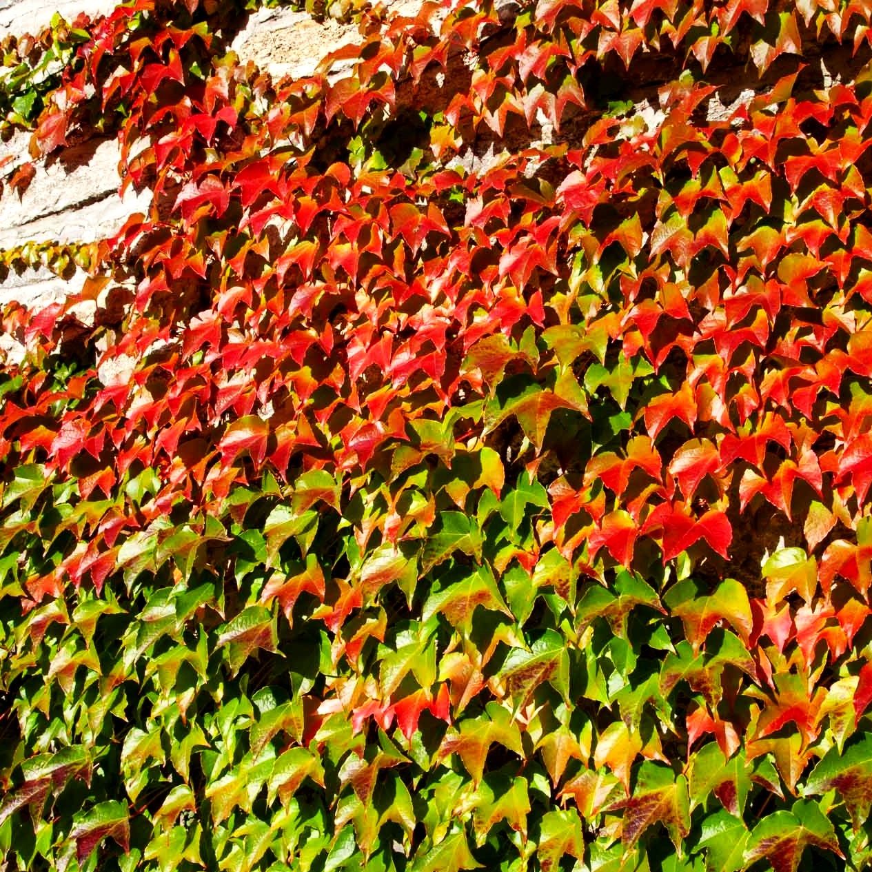 Dreilappige Jungfernrebe 'Veitchii' (Parthenocissus tric.)