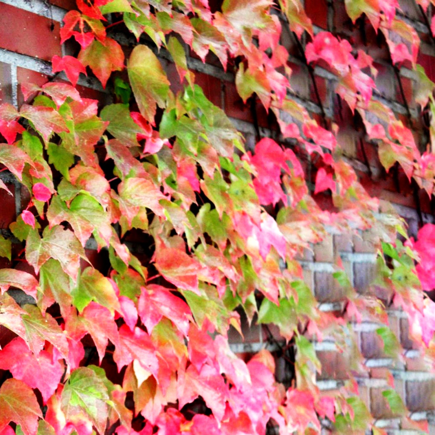Dreilappige Jungfernrebe 'Veitchii Robusta' (Parthenocissus tric.)